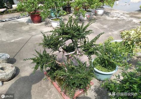 白色花盆風水|綠植風水之十：庭院的植物風水，各種方位種植花木有。